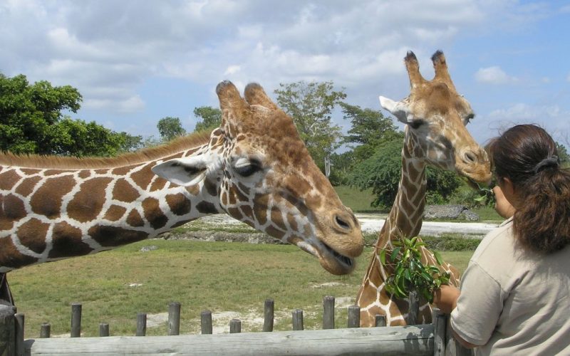 zoológicos para conhecer no Brasil