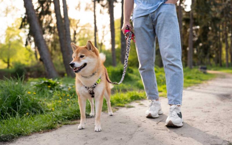 Diferenças entre coleira, peitoral e enforcador para diferentes rotinas com pets