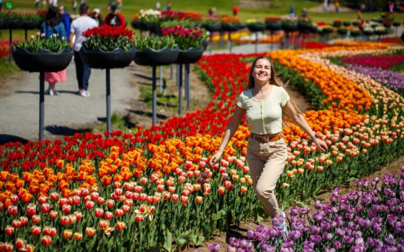 Keukenhof fora do óbvio: campos de tulipas, vilarejos e experiências exclusivas